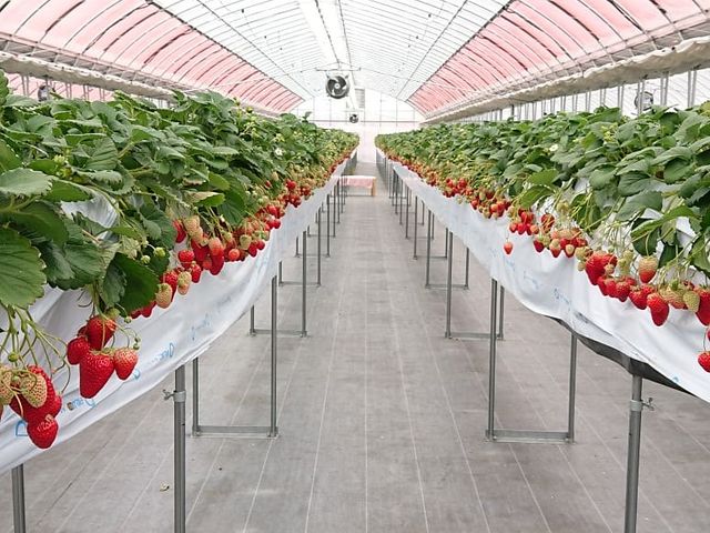 �n�E�X�̒�_���������@�܂���