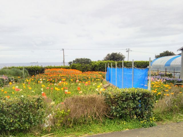 Happy����̉ԙ��͔|�̓��e�ʐ^1