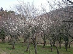 񂿂񂳂̔؎RԖ؉iђˎsjւ̓eʐ^1