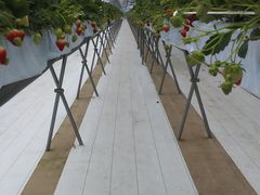 Ȃ񂳂̃x[Yt@ւ̓eʐ^1