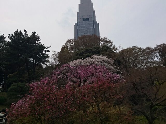東京 観光 モデルコース 一人旅 新宿御苑
