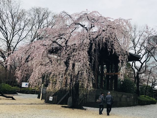 �y�Ō����y�ё��㎛�����̍��z_�Ō����y�ё��㎛�����̍�