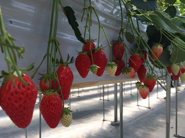 �^���Ԃ�䕂��Y�����I_�������̉���