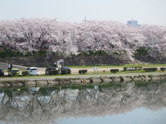 海蔵川の桜並木の写真一覧 じゃらんnet