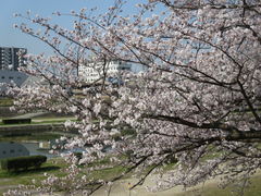 ぴーこちゃんさんの海蔵川の桜並木への投稿写真1