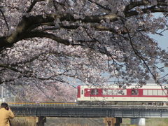 海蔵川の桜並木の写真一覧 じゃらんnet