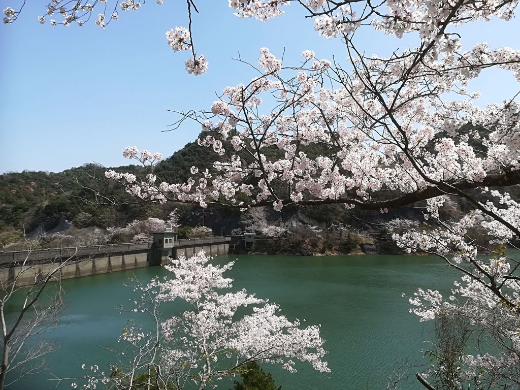 大阪 桜の名所選 おすすめスポットで桜を楽しもう 開花見頃予想も じゃらんニュース