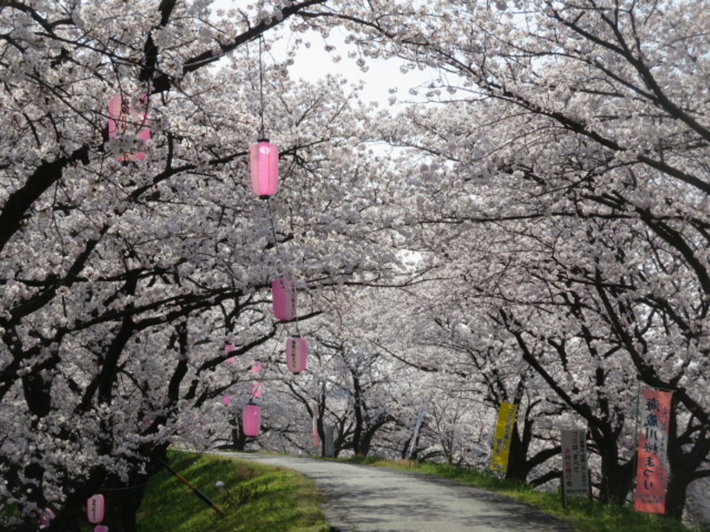 海蔵川の桜並木