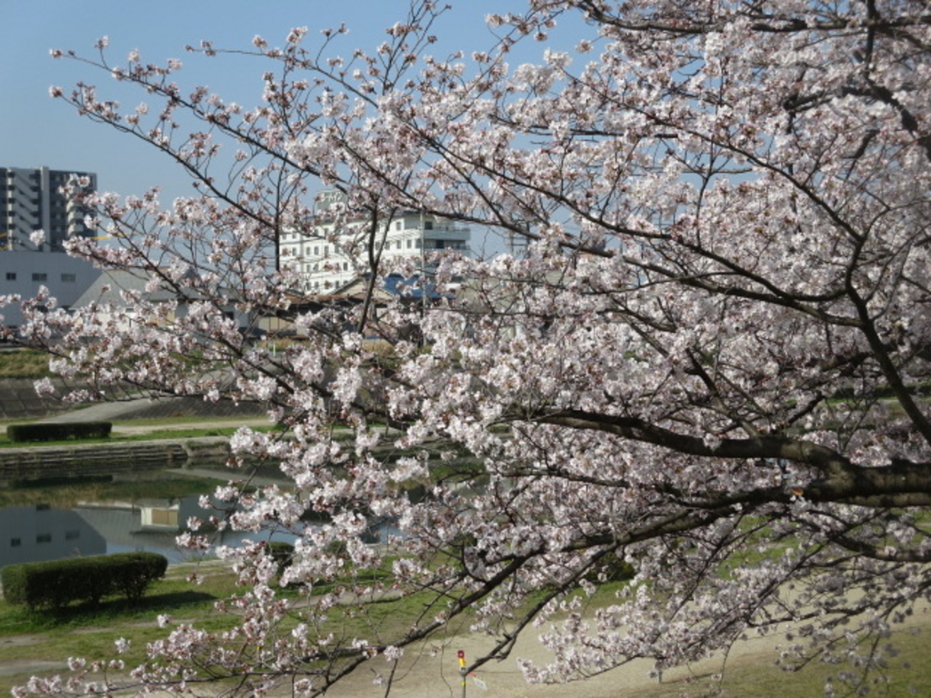 海蔵川の桜並木 アクセス 営業時間 料金情報 じゃらんnet