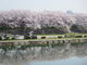 ぴーこちゃんさんの海蔵川の桜並木への投稿写真4