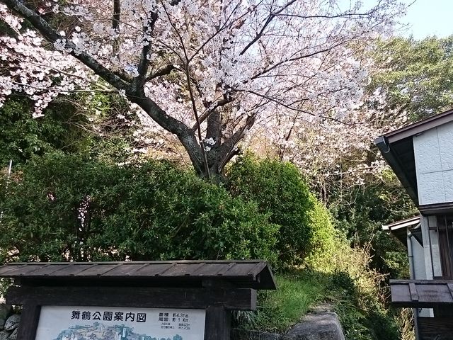 案内図と桜_舞鶴公園の桜
