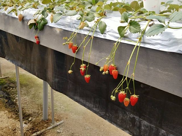 ���������_������܃t�@�[�}�[�Y�E�}�[�P�b�g�@�m�[�X���B���b�W