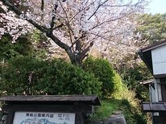 まんまさんの舞鶴公園の桜への投稿写真1