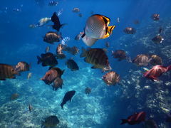 JỸ}T[rXނʁ[ւ̓eʐ^1