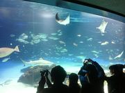 ꂨ񂳂̃TVCVeB̓eʐ^5