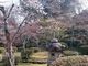 まんまさんの西渓公園のツツジ・桜への投稿写真3