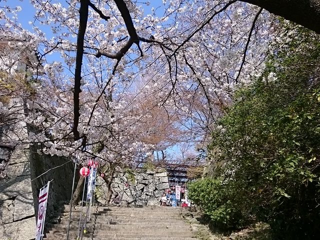満開でした_舞鶴公園の桜