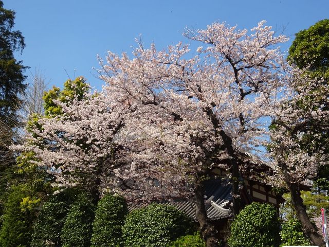 �Ō����y�ё��㎛�����̍�_�Ō����y�ё��㎛�����̍�