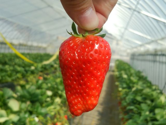 ܂̑傫Ɣr
Ȃ݂ɒj̐ewł__悷t@[