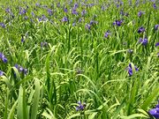 ǂ݂̓̃JLco^Q̓eʐ^1