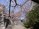 スヌ夫さんの舞鶴公園の桜の投稿写真1