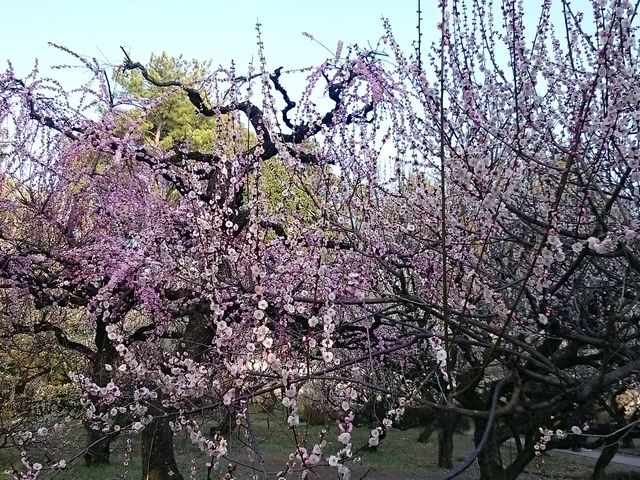 梅の木がたくさん_梅林寺外苑の梅