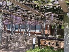 武蔵寺の藤の口コミ一覧 じゃらんnet