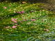 きーぼうさんの醒井・地蔵川の梅花藻の投稿写真1