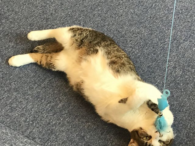 �y�J�����z�������K�ȏꏊ�ł��[���Ƃ��Ă���̂ł����A�������V�т����C���������悤�ł�_�L���b�g�����h�@�L�J�t�F���A�i