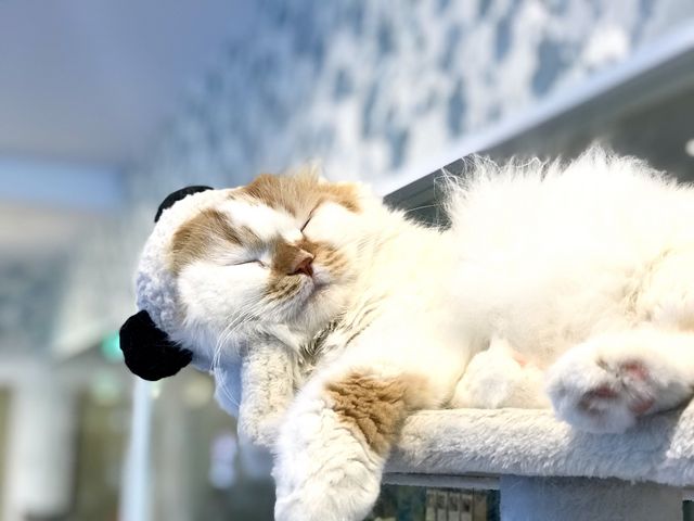 �y���܁z�̂�т�ő�炩�Ȑ��i�Ȃ̂ŁA������G��̂Ɋ���ĂȂ����ɃI�X�X���������L����_�L���b�g�����h�@�L�J�t�F���A�i