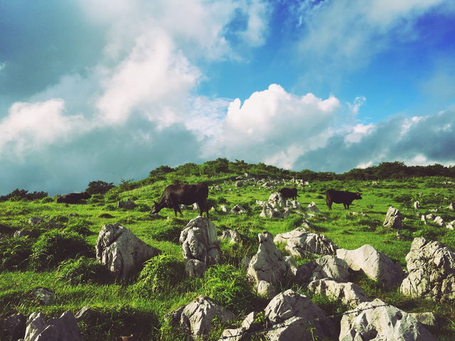 �J���X�g�̋�����_�ܒi����