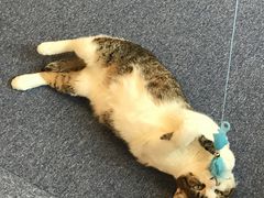 yuno����̃L���b�g�����h�@�L�J�t�F���A�i�ւ̓��e�ʐ^1