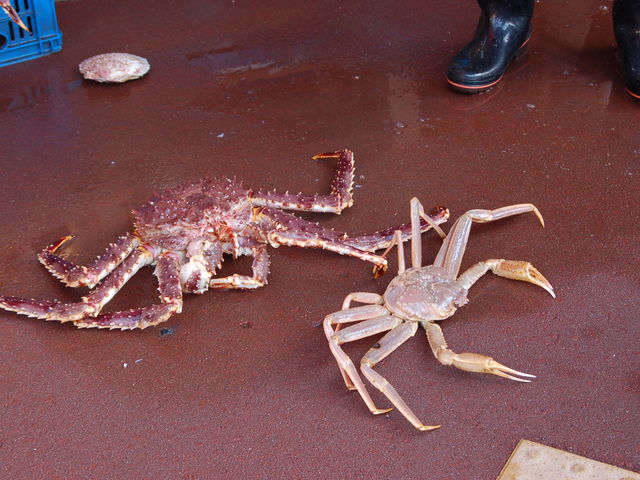 �Ⴄ��ނ̊I�̔̔�_���ْ��s