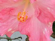 ���Ȃ���̃n�C�r�X�J�X�̓��e�ʐ^1