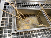 X}C̋ƕ CI[aSRX̓eʐ^1