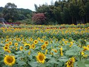 P񂳂̎RcЂ܂艀̓eʐ^1