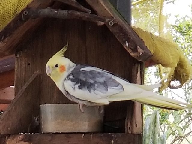 インコもいます_ぼうさいの丘公園