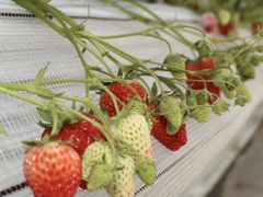 bigman̏㗢&g}gւ̓eʐ^1