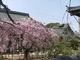 ibokororiさんの天寧寺（広島県尾道市）の投稿写真3