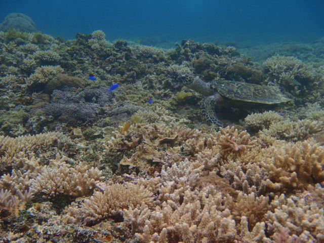 �E�~�K��������烀�V�����V�����H�����B���Ȃ�̎��ߋ����Ō���܂����I(�ʐ^�̓V���b�v�T�C�g���p)_�N���X���o�[