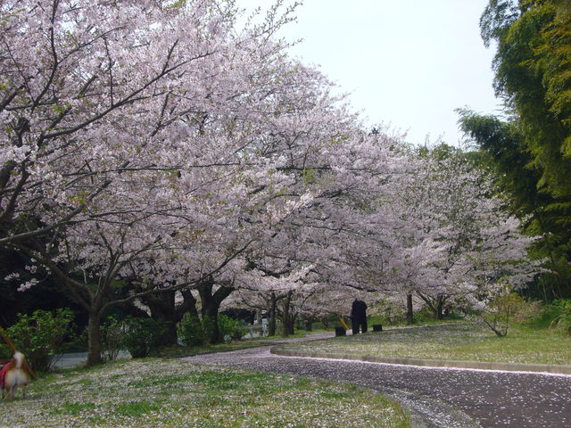 񂿂񂳂̓R瓹̓eʐ^1