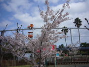 ���񂿂�񂳂�̂Ƃ�������^�T�N���̓��e�ʐ^1