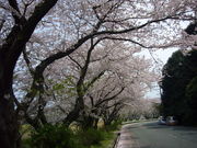 񂿂񂳂̐cRs̓eʐ^1