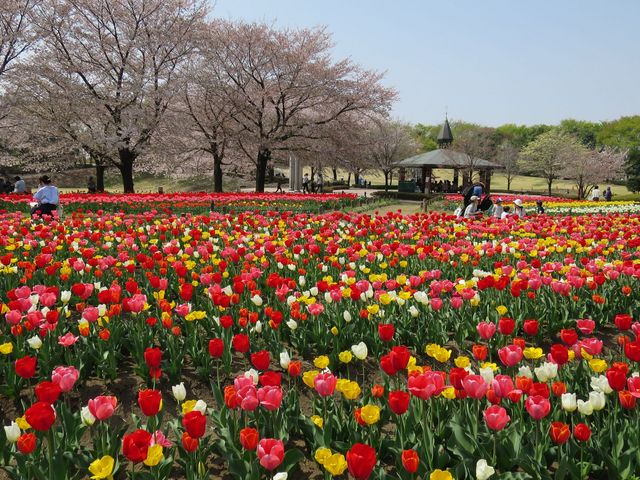 Todays����̐[�J�s�̃`���[���b�v�i��ʌ��j�̓��e�ʐ^1