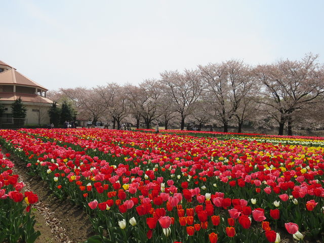 �t�͍��ƃ`���[���b�v���Y��_�A�N�A�p���_�C�X �p�e�B�I