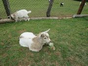 Todays̍ʂ̍ӂꂠq̓eʐ^1