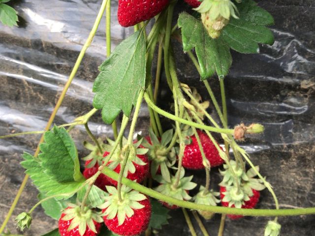 �܂��Ԃɍ����܂����B_�c���_��