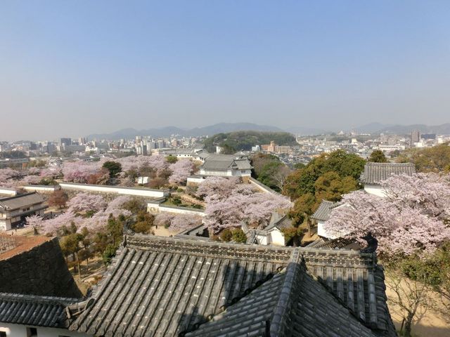 �P�H��V��t�߂��璭�߂鉻�ϘE�ł�_�P�H�鉻�ϘE