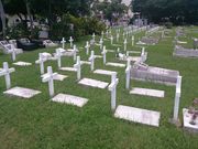 kijimunar̔Oln̓eʐ^1