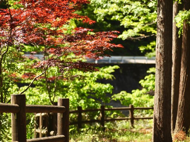 ��Ɍ������������i�F���ǂ��ł�_�s���̑����